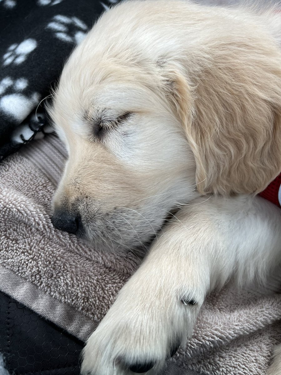 JulesItsjules's tweet image. He’s here! We love him already. The adventure begins…. #Barley #newpuppy #goldenretriever