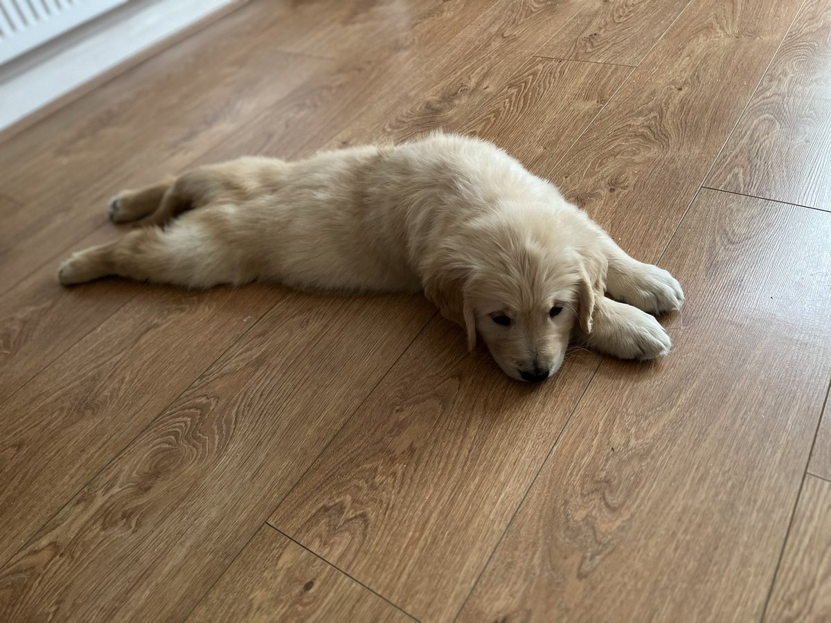 JulesItsjules's tweet image. He’s here! We love him already. The adventure begins…. #Barley #newpuppy #goldenretriever