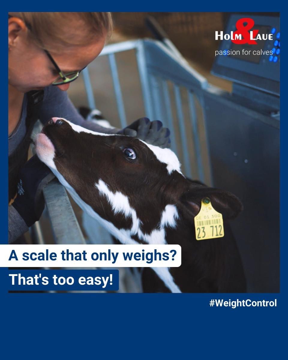 HolmUK_NL's tweet image. Do you already know our #WeightControl Single?🤔⚖️🐮

It can do much more than just weighing calves! You have the possibility to record additional important information about the calf.👍   In the office you will find the data presented. 
on YouTube! 👉youtube.com/watch?v=OTQ2TG…