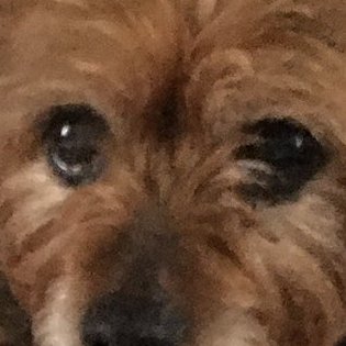 ZadenZane's tweet photo. @BumTetley Hello tiny Tetley you look like a cute little toy! https://t.co/ltgo31Ileo
