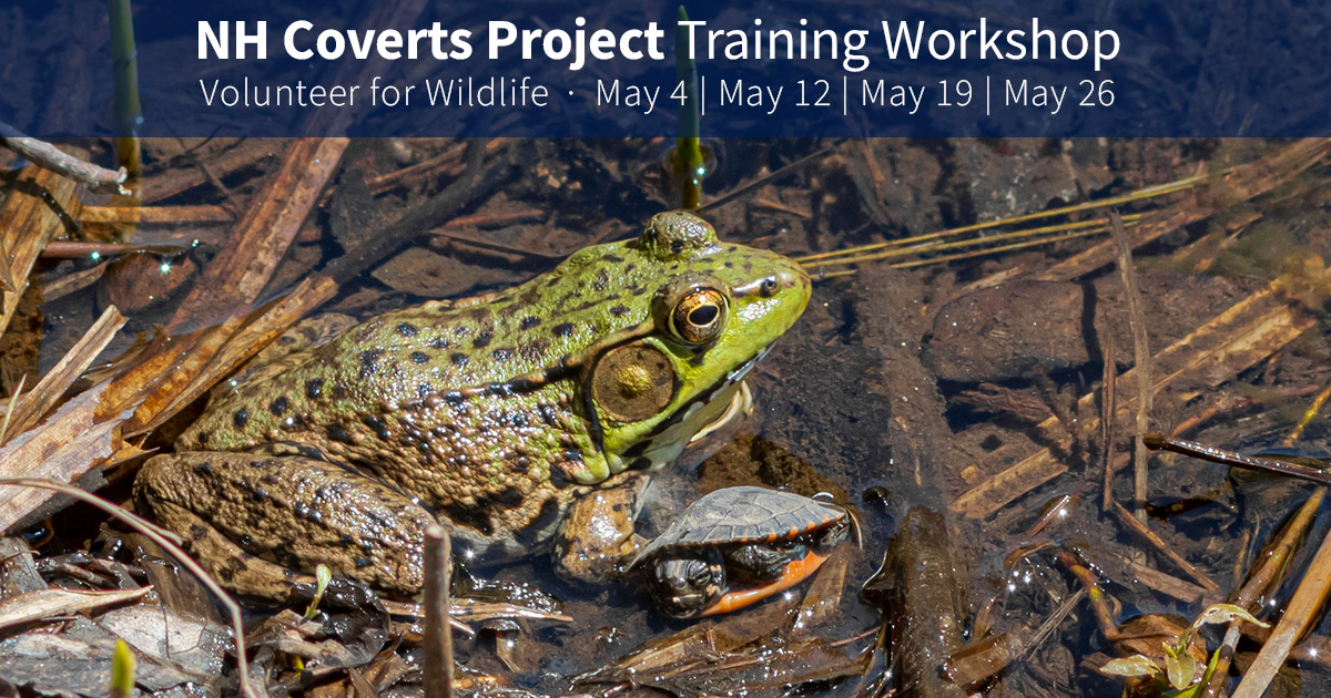 UNH Cooperative Extension Forestry & Wildlife (@unhce_forestry) on Twitter photo The NH Coverts Project is accepting applications from new volunteers interested in taking part in the 2023 training program! Apply now to attend this year's workshop, where volunteers are trained in wildlife conservation & land stewardship. <a href="/NHfishandgame/">NHfishandgame</a>
extension.unh.edu/blog/2023/01/a… The NH Coverts Project is accepting applications from new volunteers interested in taking part in the 2023 training program! Apply now to attend this year's workshop, where volunteers are trained in wildlife conservation & land stewardship. <a href="/NHfishandgame/">NHfishandgame</a>
extension.unh.edu/blog/2023/01/a…