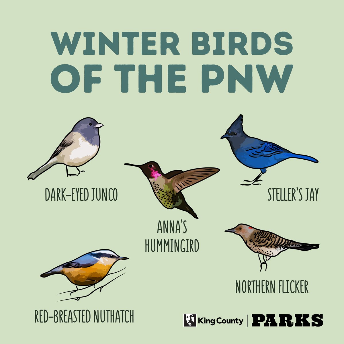 kingcountyparks's tweet photo. Happy #NationalBirdDay, everyone! 🦆 The weather gets a bit rougher out there this time of year, but these #birds spend the #winter with us here in the #PNW. 🌨️ Have you spotted any of these feathered friends when out &amp; about? https://t.co/y0Ilia4mYH