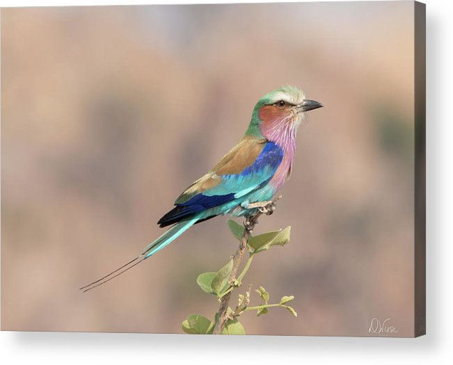 #lilacbreastedroller #africanbirds #birdsofafrica #africanphotography #birdlovers #birdphotography #acrylicprint of the #beautiful #bird is available on my #fineartamerica website. Find it here!
#AYearForArt #BuyIntoArt 
fineartamerica.com/featured/lilac…