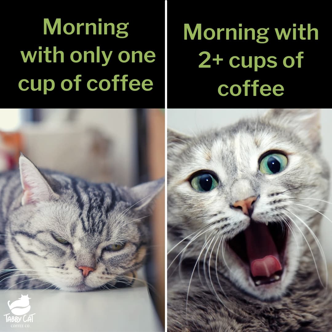 😹
#funnymemes #funnycatmemes #CatsOnTwitter #CatsOfTwitter #cats #coffeeandcats #CoffeeTime #CoffeeLover