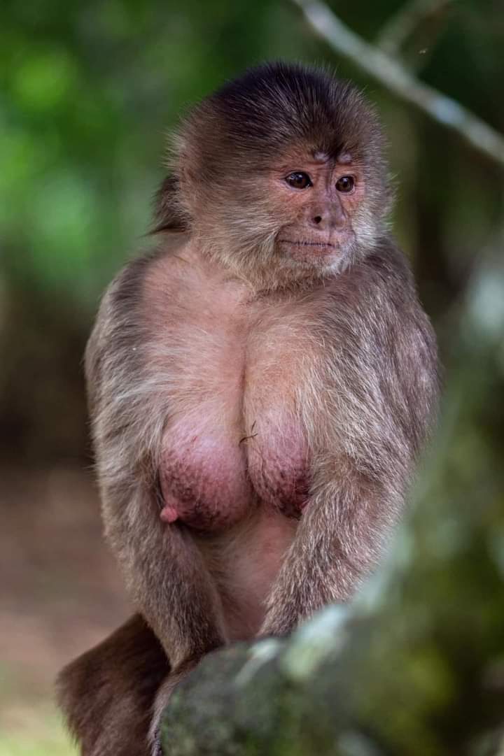 petty_rodrigues's tweet photo. Se liga no ensaio fotográfico dessa macaquinha 🔥😂😂😂 https://t.co/NzwVND1kGa