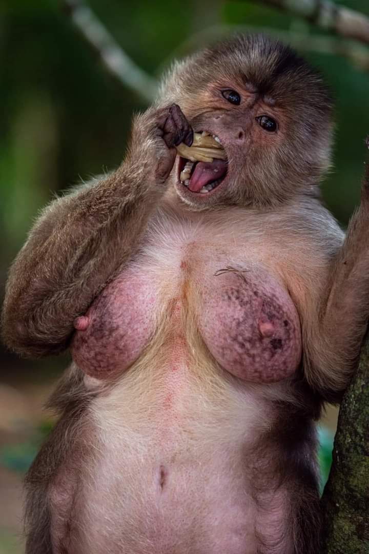 petty_rodrigues's tweet photo. Se liga no ensaio fotográfico dessa macaquinha 🔥😂😂😂 https://t.co/NzwVND1kGa