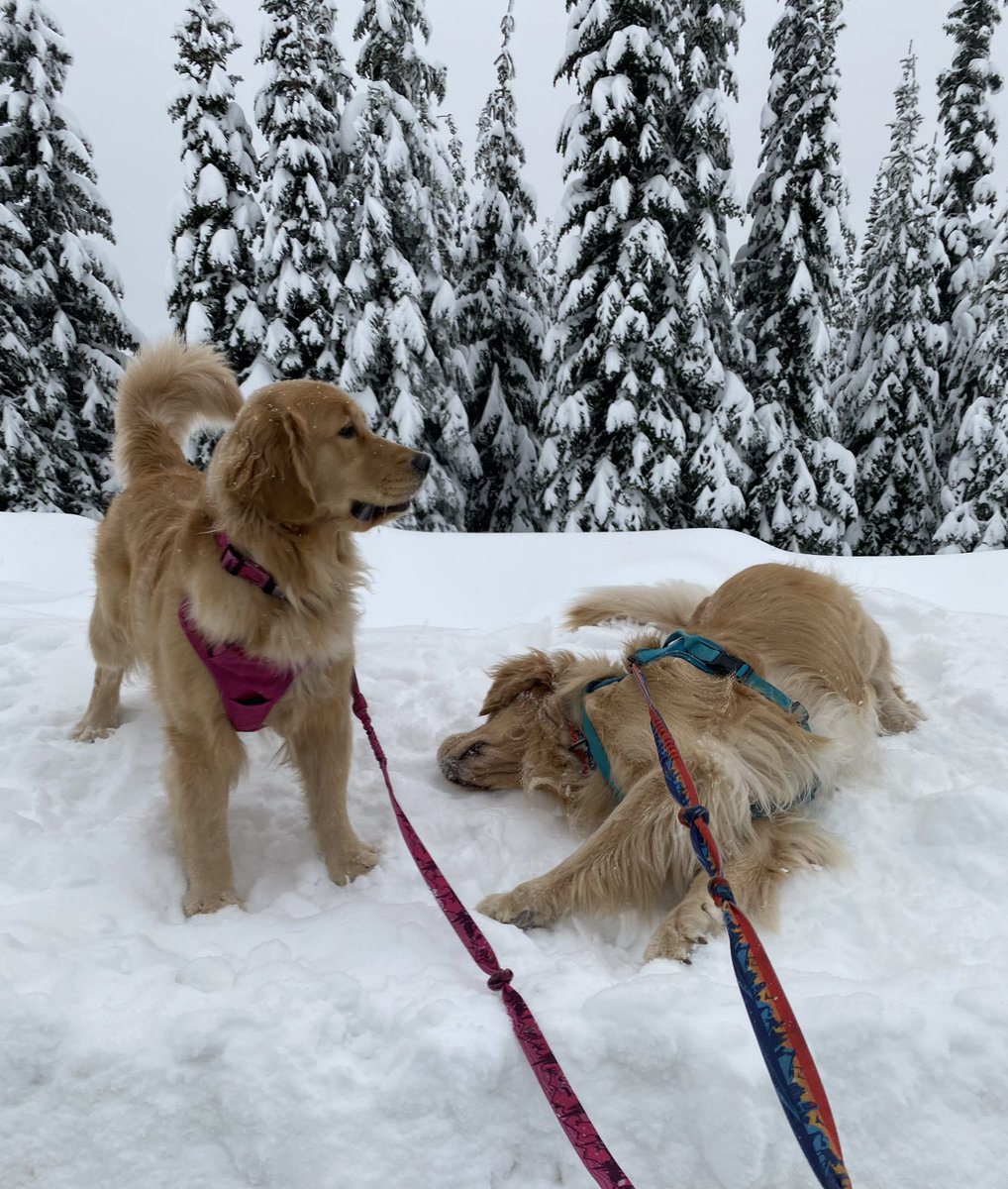 Ozzy! Mom wants to take a photo! Quit rolling! ❤️🐾❤️🐾 #DogsofTwittter #bigwhiteskiresort