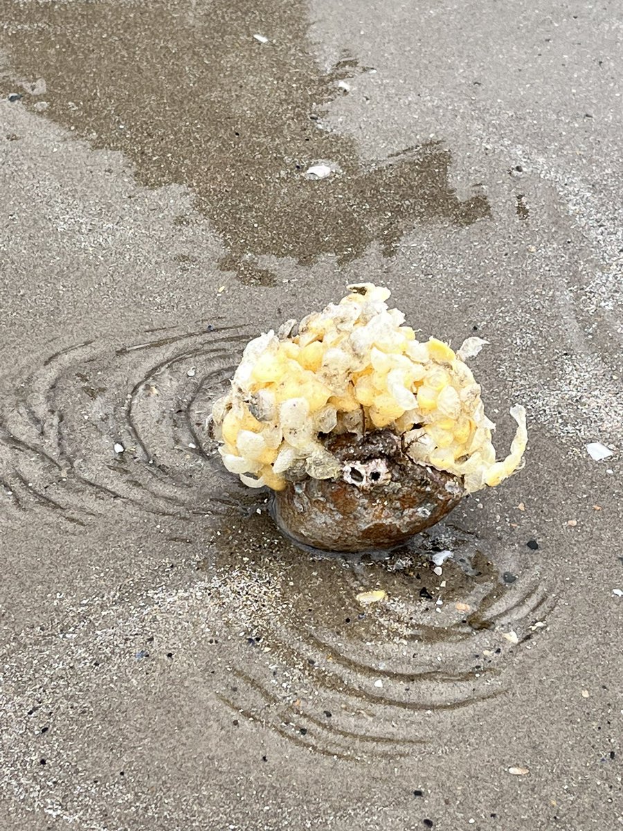 Paula Hughes (she/her) tweet media