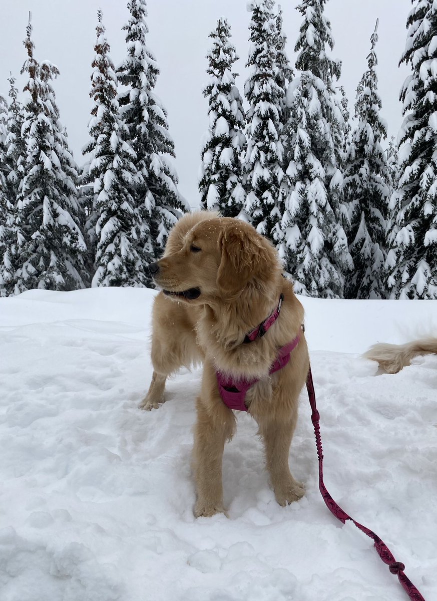 Beautiful up here on the snow bank! ❤️🐾❤️❄️ #ellie #ithinkiamamountaingoat #bigwhite #DogsofTwittter