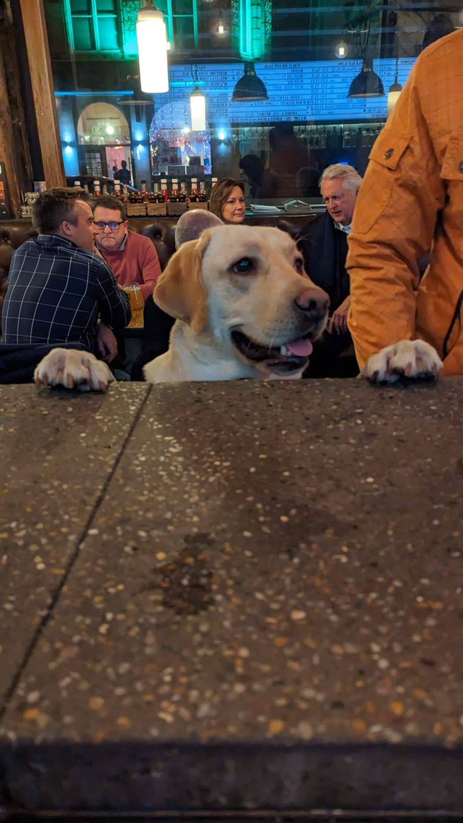 "Yes good sir, 1 beer would suffice" 😍

This is Preza, such a good pup. We are totally dog friendly on our site in Bristol, moreso we love dogs! They can even order for you 👀

Bring your pups down or even better, book a puppy birthday party with us!

#dog #bristol #ale #beer