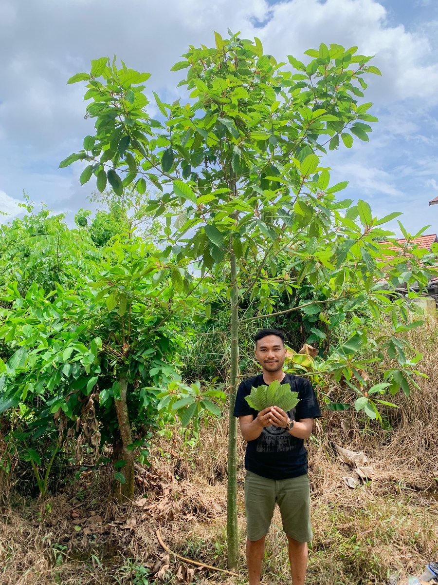 Febryherbs's tweet photo. 3 year old tree 💚🌱 https://t.co/z8eUHh9vRQ