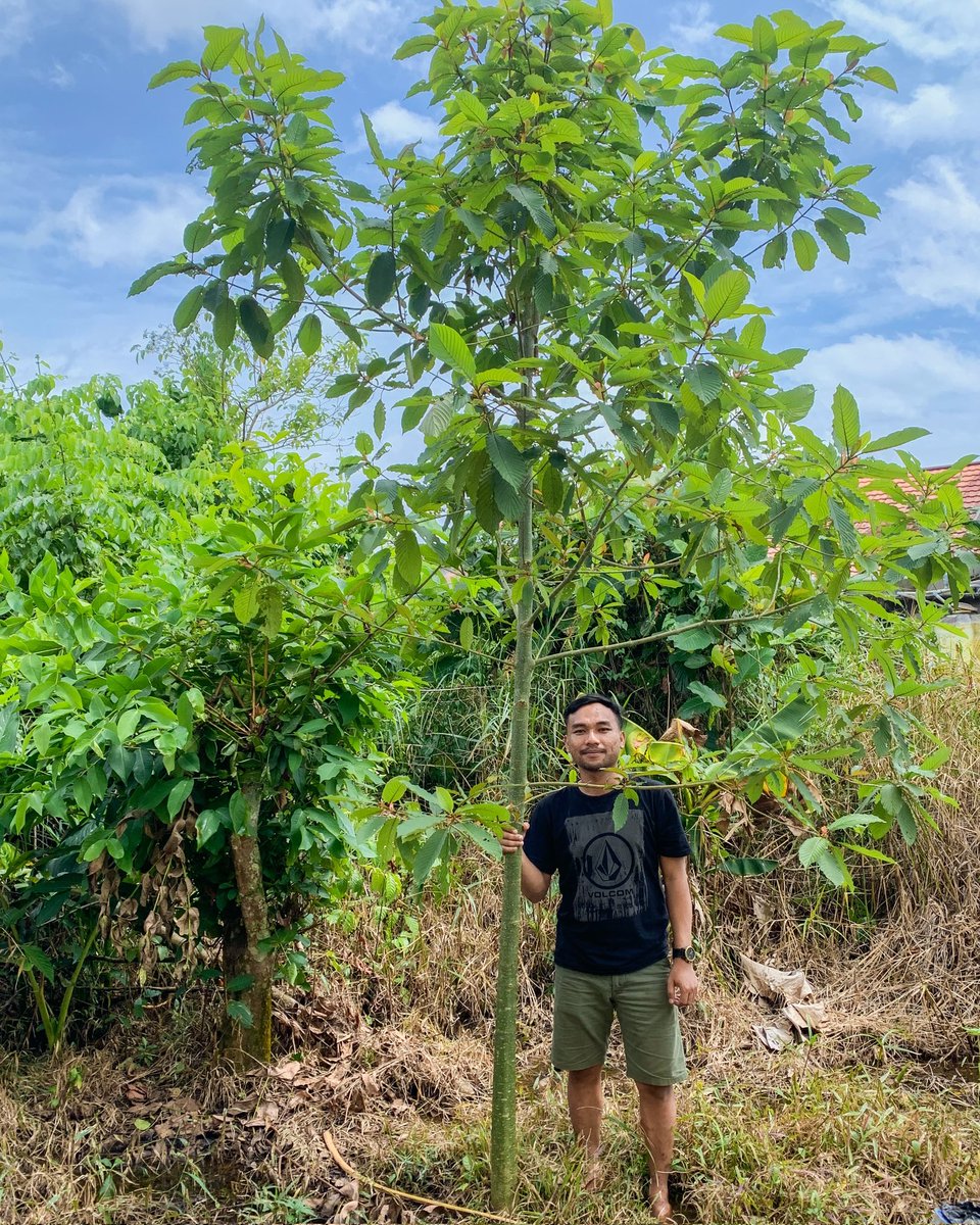 Febryherbs's tweet photo. 3 year old tree 💚🌱 https://t.co/z8eUHh9vRQ