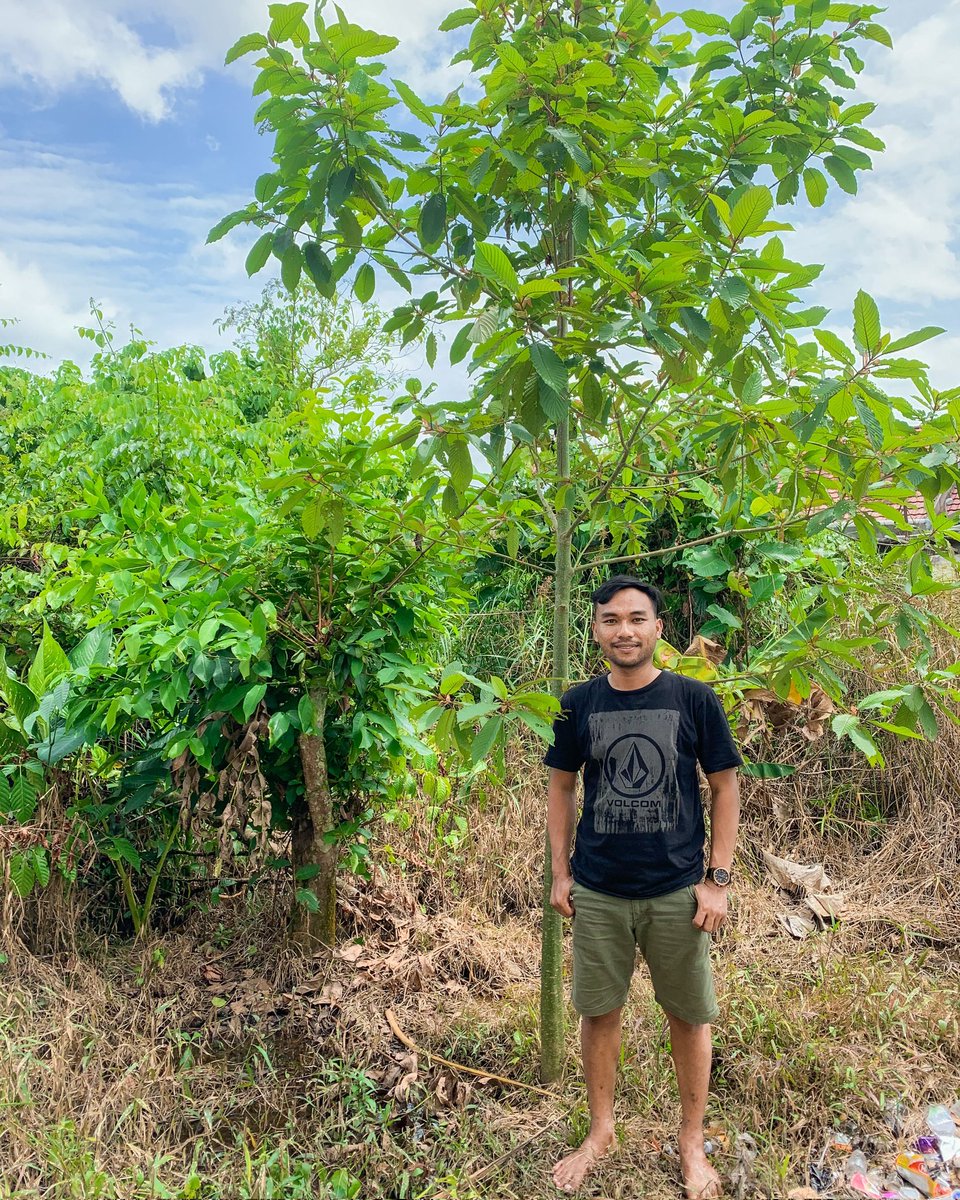 Febryherbs's tweet photo. 3 year old tree 💚🌱 https://t.co/z8eUHh9vRQ