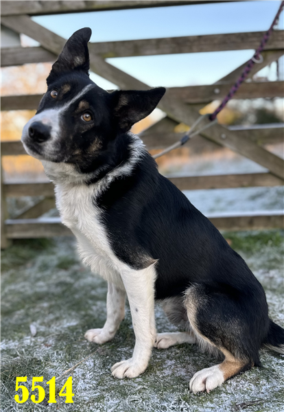 AdoptionsUk's tweet photo. Please retweet to help Leo find a home #STAFFORDSHIRE #UK 

Collie aged 2, he was seized by police from a hot car during the heatwave. He's understandably nervous and is looking for an adult home. 
Leo gets on with other dogs✅

DETAILS 👇
https://t.co/ckg7fEkqak
☎️01889 577058 https://t.co/fu6xIGCD0E