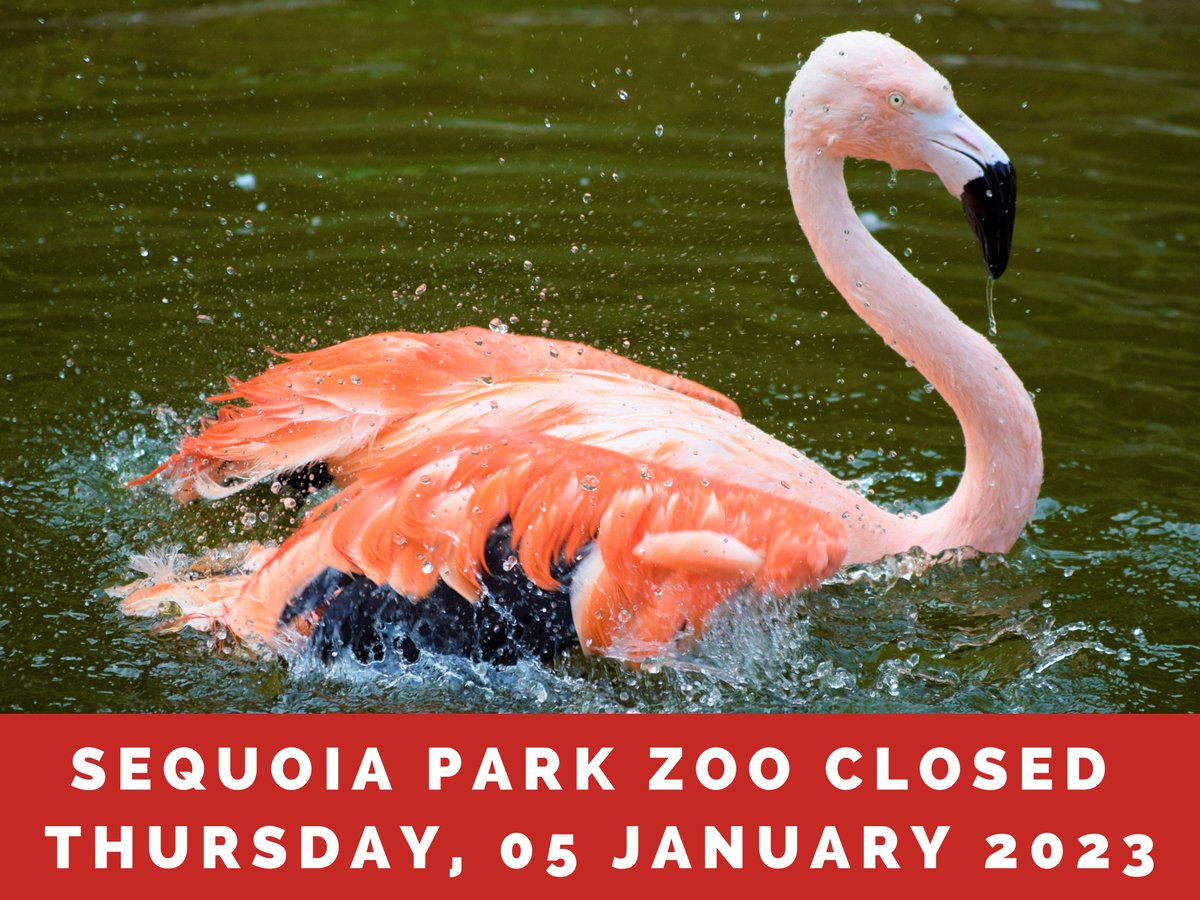 SequoiaParkZoo (@sequoiaparkzoo) on Twitter photo WILD WEATHER CONTINUES! The <a href="/SequoiaParkZoo/">SequoiaParkZoo</a> and Redwood Sky Walk are both CLOSED today, Thursday, 05 January 2023 due to adverse weather. Please check back tomorrow for a status update. Stay safe and we will see you at the Zoo soon! #Humboldt #Eureka #HumboldtCounty #Zoo WILD WEATHER CONTINUES! The <a href="/SequoiaParkZoo/">SequoiaParkZoo</a> and Redwood Sky Walk are both CLOSED today, Thursday, 05 January 2023 due to adverse weather. Please check back tomorrow for a status update. Stay safe and we will see you at the Zoo soon! #Humboldt #Eureka #HumboldtCounty #Zoo