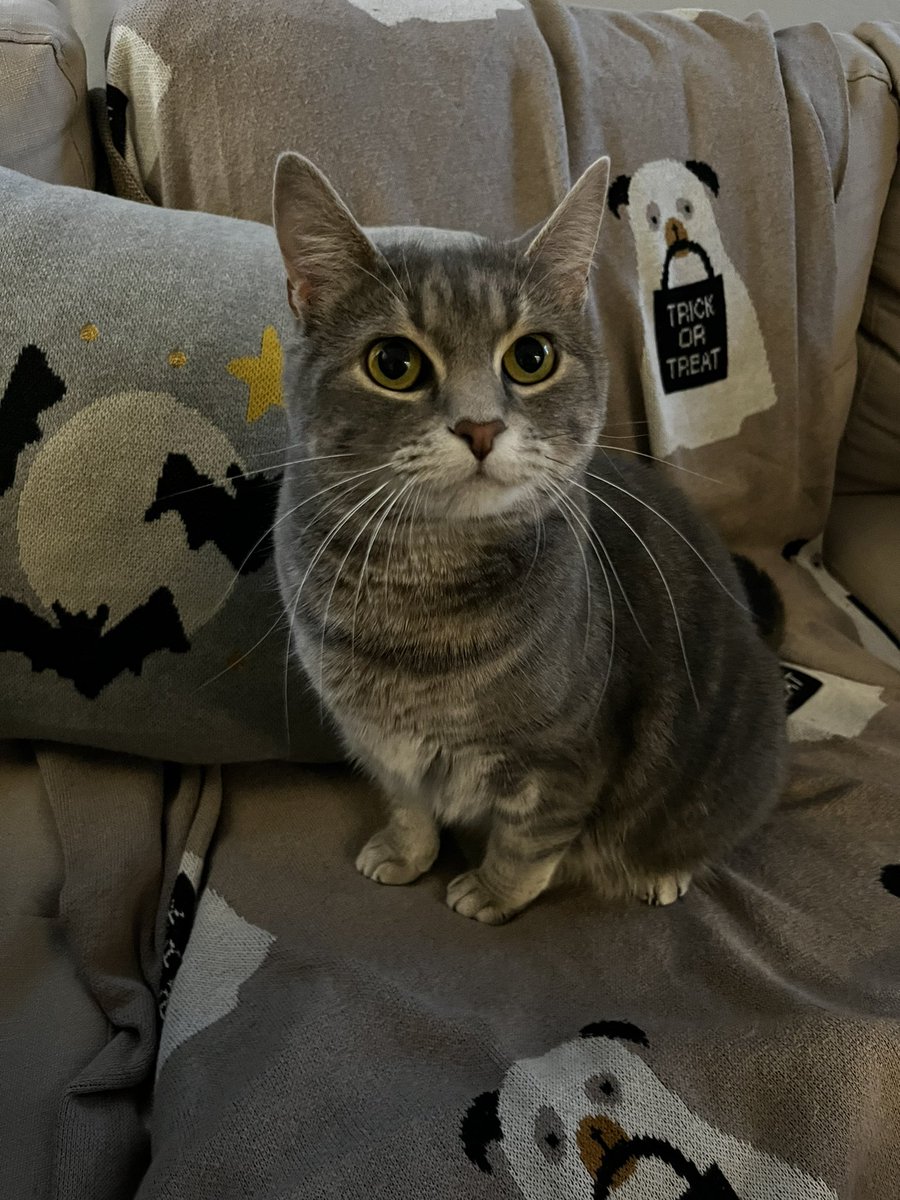 kbarness's tweet photo. Pet appreciation post 🖤🐾 https://t.co/1j2oWyI049