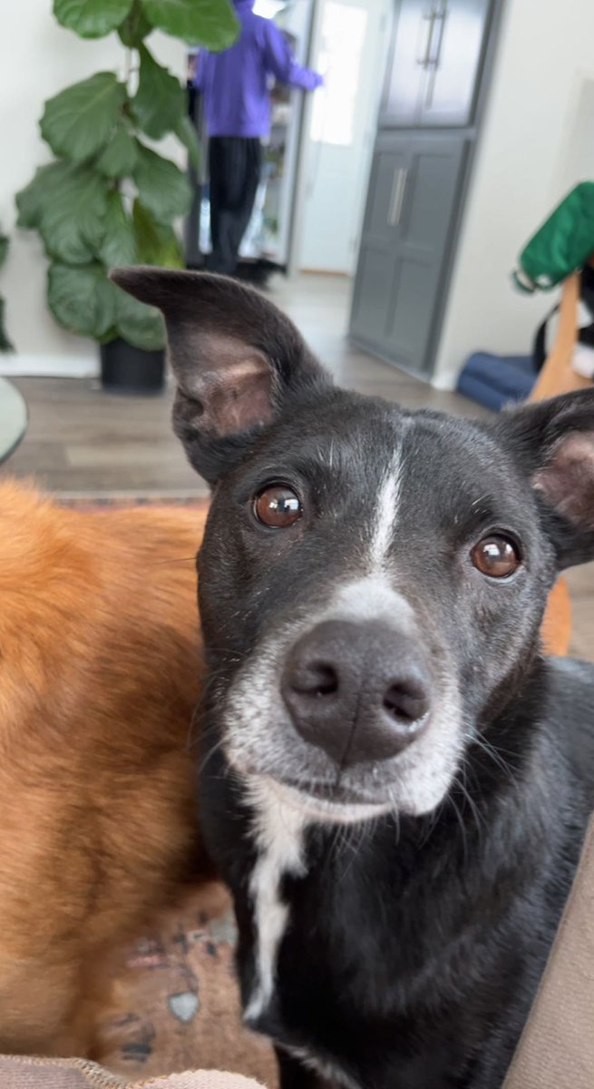 kbarness's tweet photo. Pet appreciation post 🖤🐾 https://t.co/1j2oWyI049