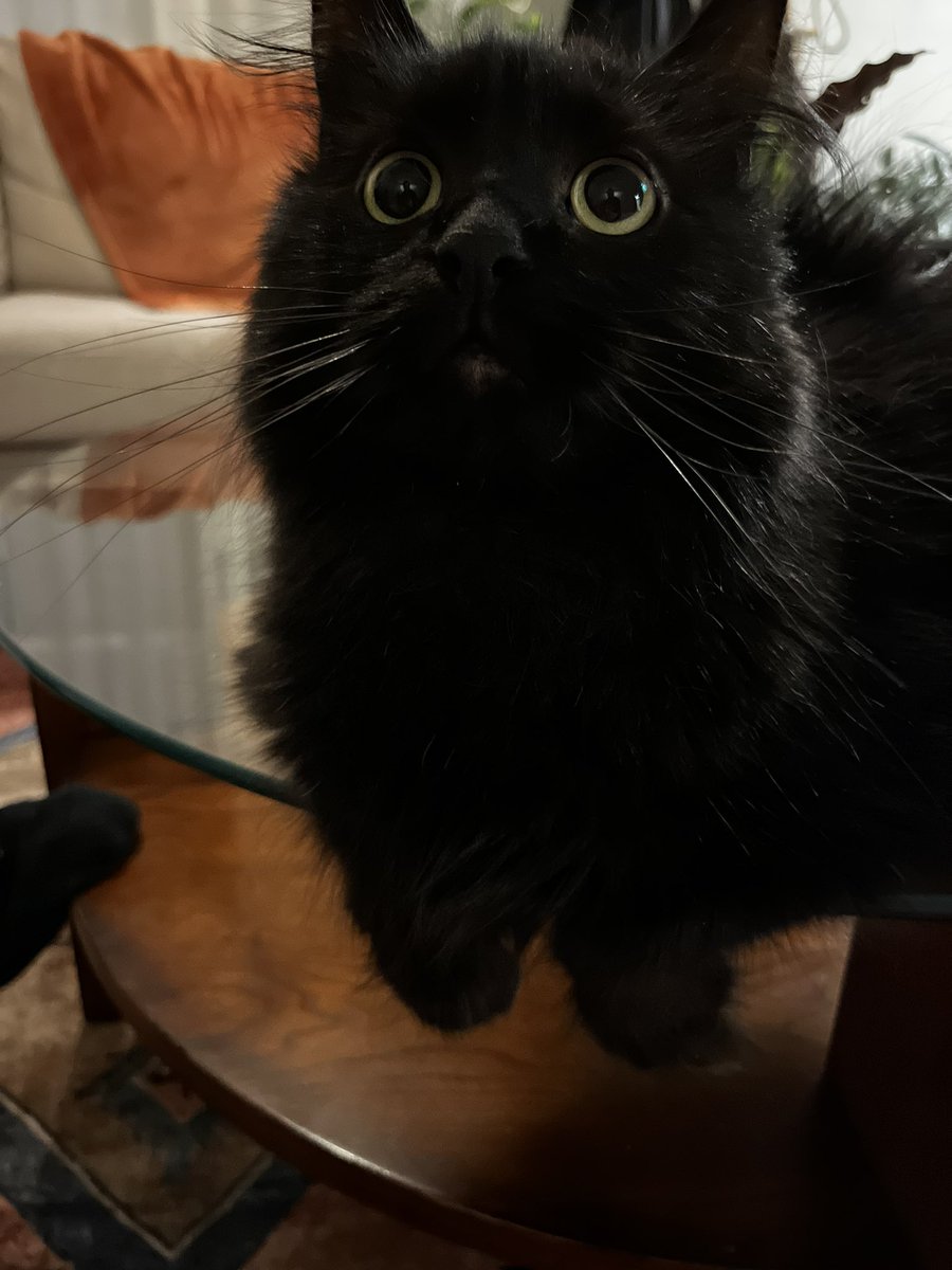 kbarness's tweet photo. Pet appreciation post 🖤🐾 https://t.co/1j2oWyI049