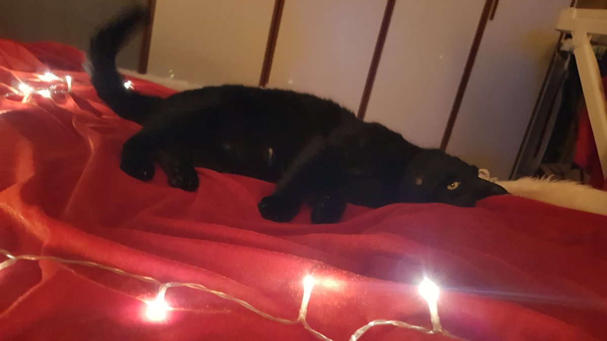 fiammavelo's tweet photo. Buona Notte d'Epifania! Il piccolo Vivi, mio assistente in ogni musica, è già in attesa della Befana🧙♀️💫😻🐾
#FiammaInMusica #ViviTheCat #befana2023 #pianist #composer #CatsOfTwitter #Odino https://t.co/yLIIwtIMcI