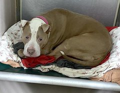 psychicwhisper3's tweet photo. 🆘💔TYLER😢#157164 #NYCACC 
This Poor Girl Has Been Overbred Underloved Abused😟Then Abandoned Taken Away From Puppies She Was Still Feeding😱Too Afraid/ 
Shakes In Her Kennel Won't Leave It💔
🔥Now She DIES Today🔥1/5/23🔥
🙏#RT #PLEDGE #FOSTER
📧nycdogslivesmatter@gmail.com https://t.co/dwE0GoHdOl