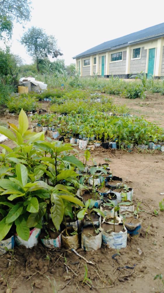 School greening &amp; trees nursery established at our school in Kenya