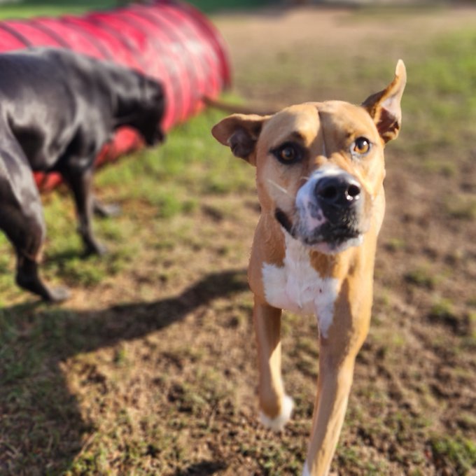 Be the person your dog thinks you are   #cuddleupday https://t.co/D4mOtlhdYZ<a href="/tag/cuddleupday"class="tags">#cuddleupday</a>