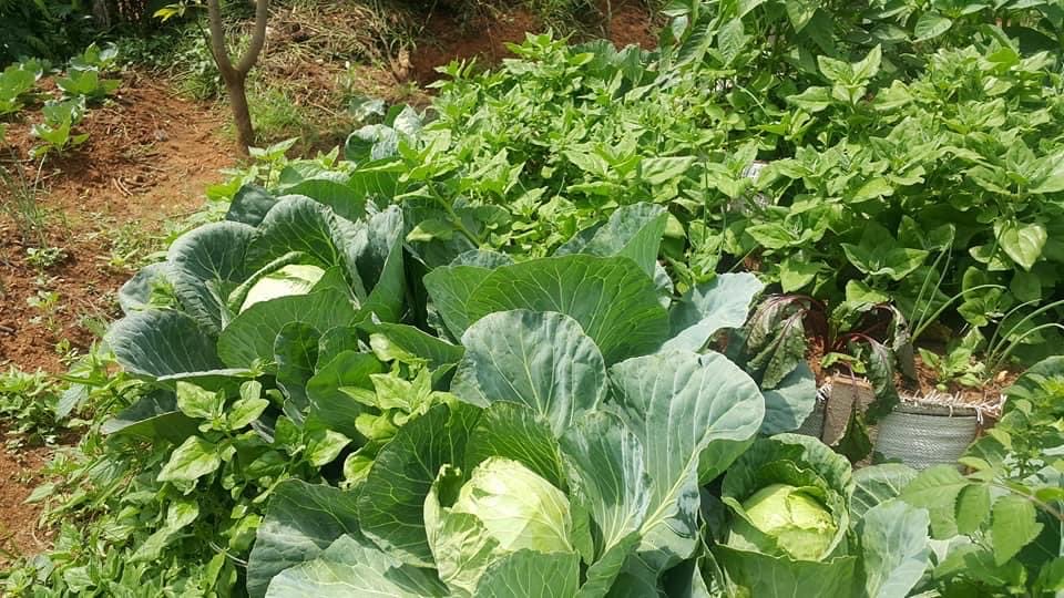 Each household need vegetable gardens to fight against malnutrition