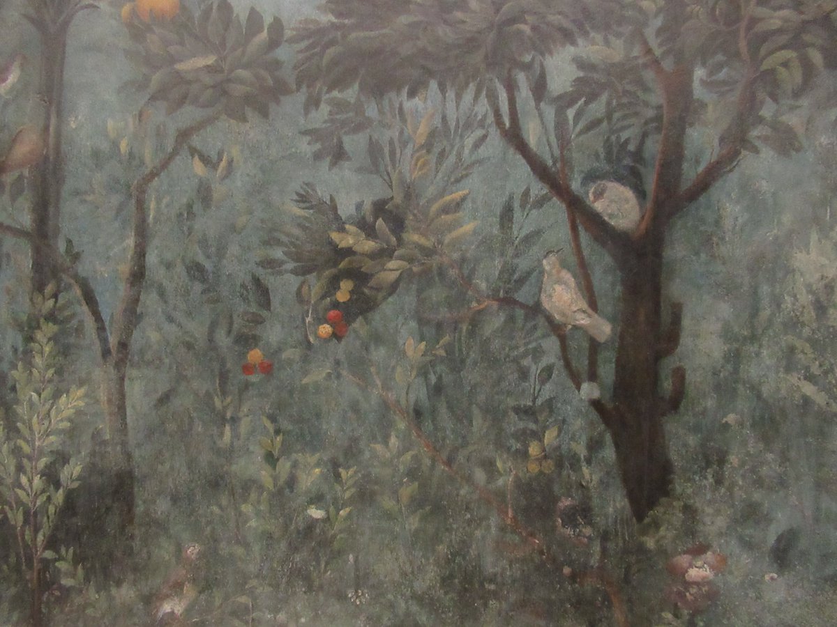 AugustaAtrox's tweet image. Listening to birds -- including a hooty owl -- whilst working in the library...after visiting today possibly one of the most beautiful rooms, ever. Livia&apos;s magnificent #garden room from the Prima Porta.

#ancientrome #decordesign @uowclassics