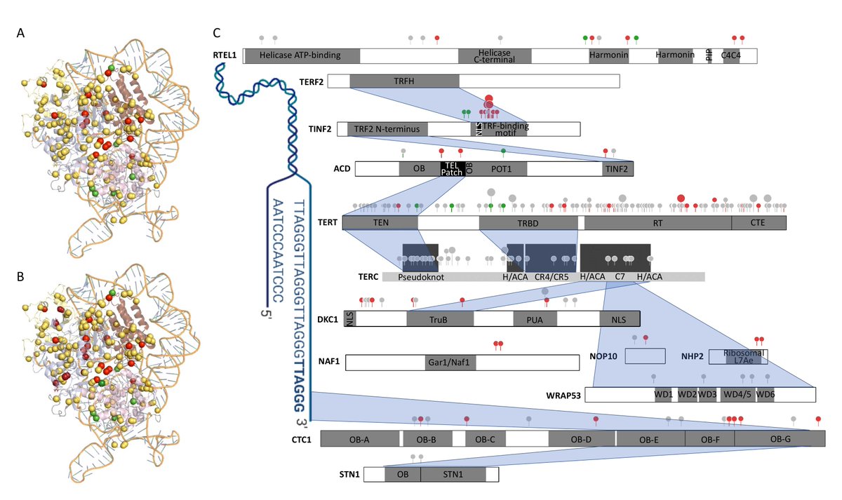 GIMJournal's tweet image. Assay standardisation and assessment of benign variants is required for optimal use of the PS3/BS3 criterion for telomere gene variant classification #telomere #variantcuration bit.ly/3jV717M