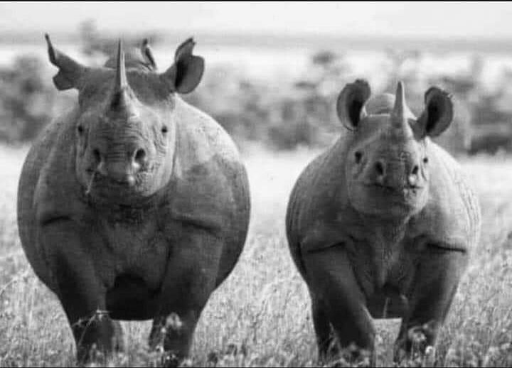 E se i rinoceronti fossero solo degli unicorni che si sono lasciati andare?