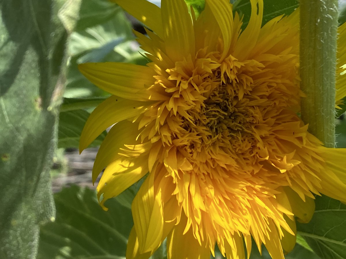 100prayingwomen's tweet photo. #2023 #Pruning for growth.
Remove What’s Dead.
Remove What’s Diseased.
Remove What is Hindering.
To refocus on greater growth and potential.
#husbandman #farmer #garderner https://t.co/Ed0ti9nAG5