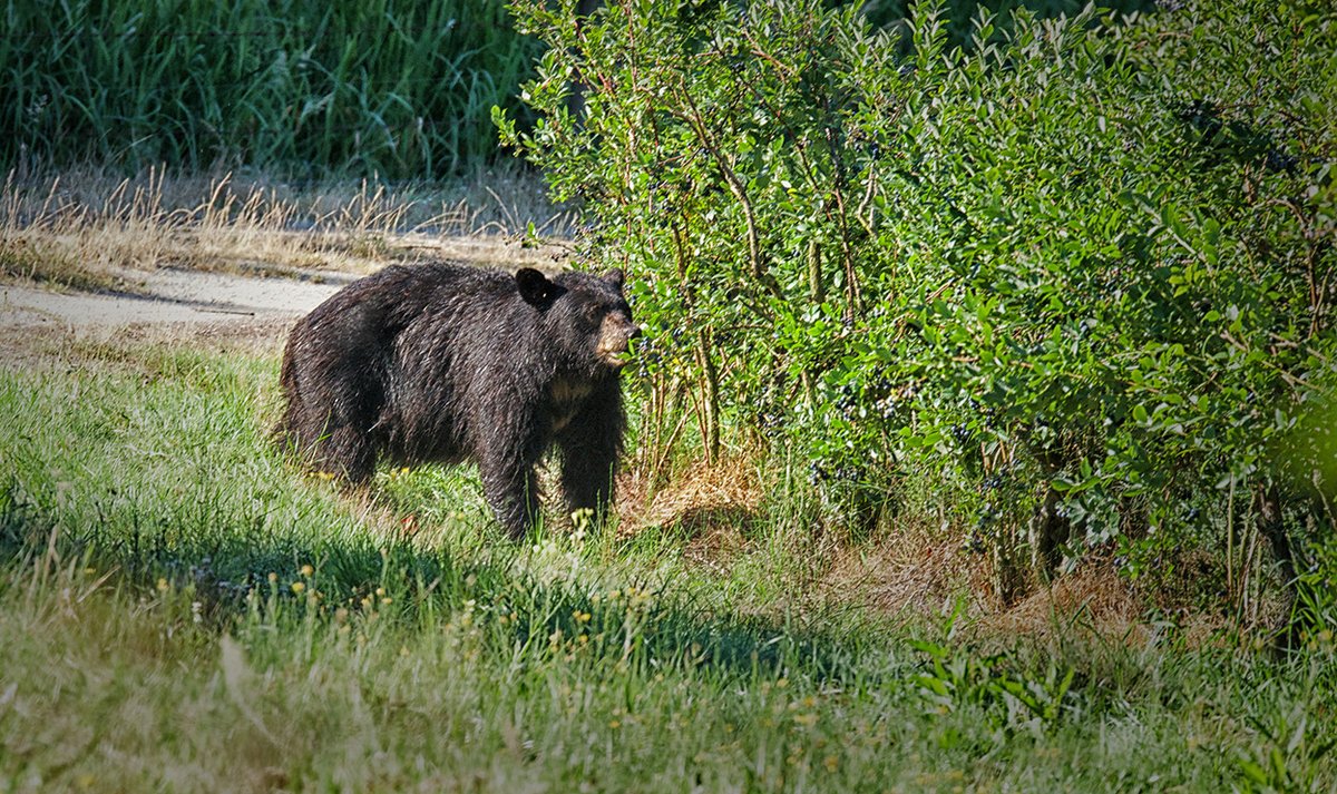 @VisualsbySauter #WildLife #photography #BlackBear #BCCanada