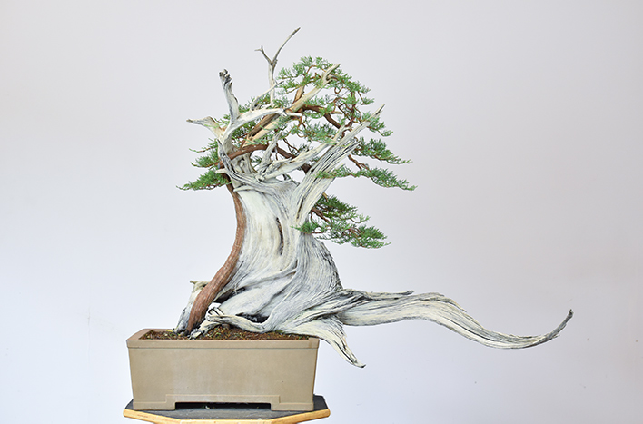 The Japanese art of growing and shaping trees in pots, also known as bonsai, requires patience and practice. In this episode of the podcast, <a href="/joegardener/">Joe Lamp'l</a> and <a href="/bjornbjorholm/">Bjorn Bjorholm</a>, bonsai artist and educator, explain the basics of growing bonsai. ed.gr/egbvg