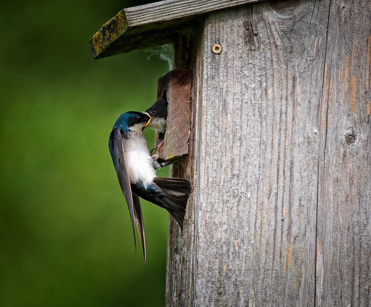 @sykesjeff #Beaks Baby Swallow being fed by Momma opens beak up wide. #TreeSwallow #Birds #BCCanada