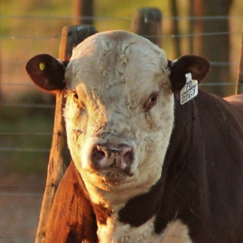GanaderiayAgro's tweet photo. Mi nueva foto de perfil.
#Ganaderia #Beefmaster #Charolais #Simmental #Angus #Brangus #SantaGertrudis #Hereford #Limousin #Cebu #Brahman #Senepol #Braford #Charbray #Gelbvieh #Indubrasil #BlondAquitaine #Droughtmaster #Nelore #SuizBu #Romagnola #Romosinuano #Salers #Taurindicus https://t.co/gYl5Dil6Cr