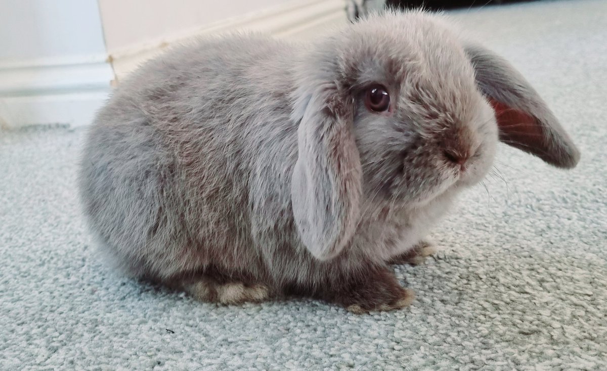 BurrettL🐝 | ⚡️ tweet media