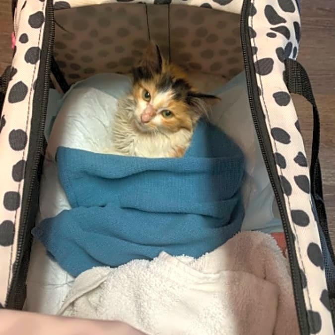 waggleforpets's tweet photo. This sweet baby is Olli, and she needs your help!🙏

Click the link below to read Olli’s full story and contribute to her campaign today! ❤️

https://t.co/kWEyAuG7h6 

#Waggle #Waggleforpets #Rescue #Rescuecat #Cat #Lovecats #Savepetslives #Helppets #Donationsneeded https://t.co/1p4pm4AMEi