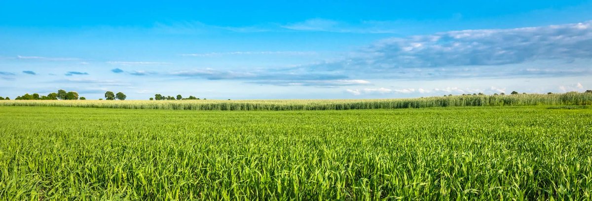 adasYEN's tweet photo. What have we learnt after 10 years of YEN - a heck of a lot! Back in 2013, the average wheat yield was 7.4 t/ha. Our Cereal YEN winner last year hit 15.6 t/ha! 
There's so much learnt &amp; so much left to learn!
Join us the YEN Conference to find out more https://t.co/9tK7RudIoK https://t.co/4v6lhxYBNe