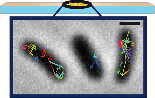 Julie Biteen (@juliebiteenlab) on Twitter photo Want to do #SingleMolecule microscopy in bacteria and change the environment without cells moving? Chitosan coatings work very well (and are cheap and easy)! Anna reports her findings in our latest paper in <a href="/an_chem/">ACS Analytical Chemistry Journals</a>. #SneakingInOneLastPubAtTheEndOf2022 doi.org/10.1021/acs.an… Want to do #SingleMolecule microscopy in bacteria and change the environment without cells moving? Chitosan coatings work very well (and are cheap and easy)! Anna reports her findings in our latest paper in <a href="/an_chem/">ACS Analytical Chemistry Journals</a>. #SneakingInOneLastPubAtTheEndOf2022 doi.org/10.1021/acs.an…