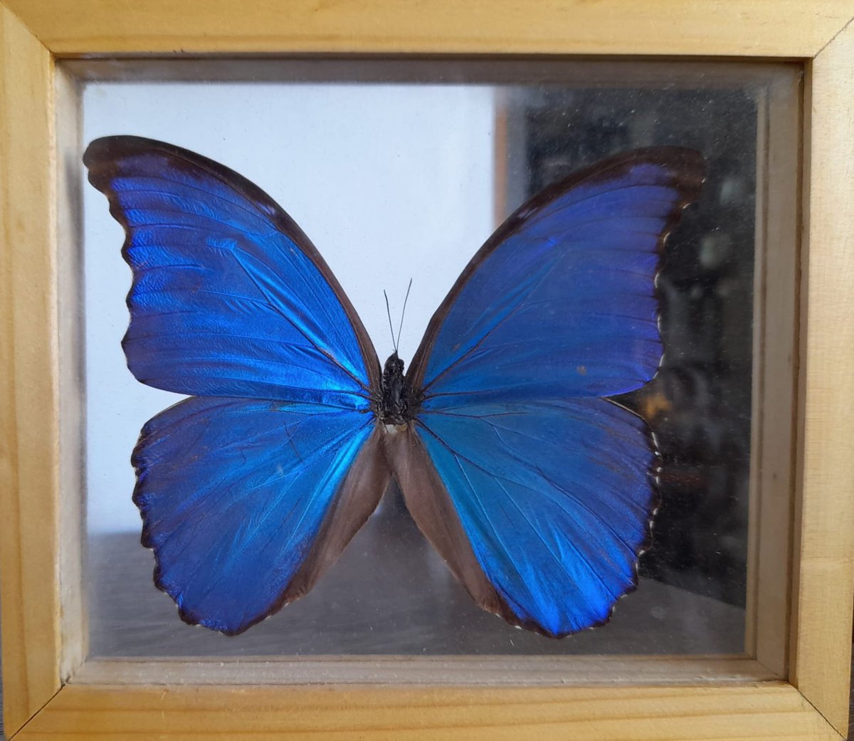 F2Depine_'s tweet image. Structural color. Front and back of a Morpho butterfly. Bought in Cuzco, Peru. #StructuralColor  #Biomimetics #interference #optics