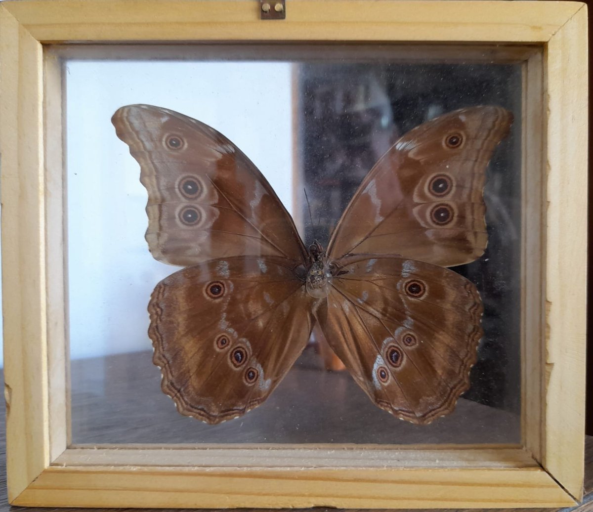 F2Depine_'s tweet image. Structural color. Front and back of a Morpho butterfly. Bought in Cuzco, Peru. #StructuralColor  #Biomimetics #interference #optics