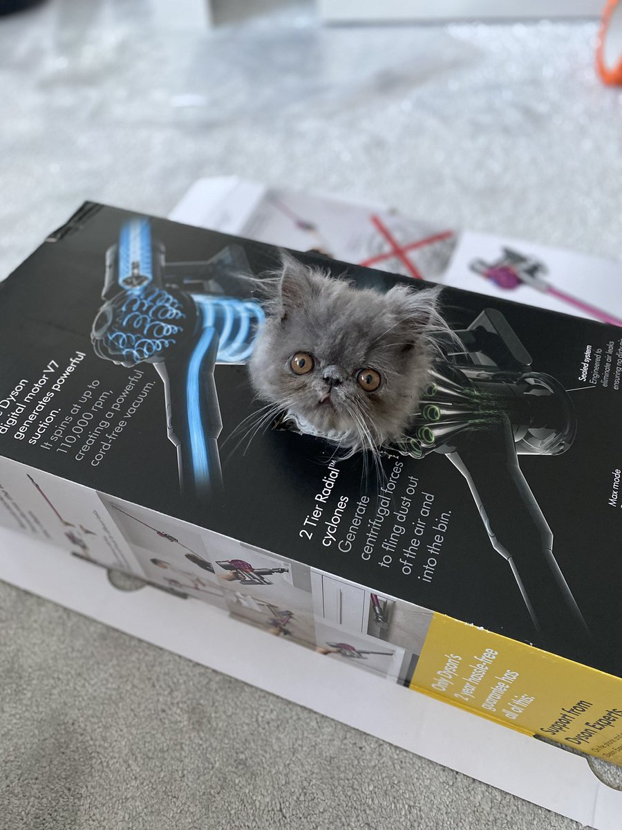 PThepersian's tweet photo. TBT - to when my head could squeeze through the smallest of 📦’s #ThrowbackThursday #cats #catsofinstagram @catsofinstagram https://t.co/mvn9jHBDqf