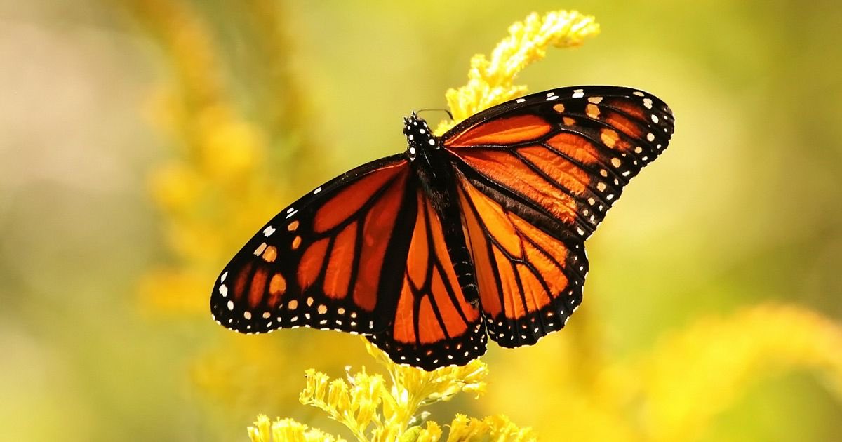 How do monarch butterflies find their way home? The answer is astonishing!

Find out in the Oxford Biology Primer on Evolution and at the ASE conference 2023 on Friday January 6, 16:30 Owen 1028 Lecture Theatre:

neilingram.co.uk

@chatbiology#ASEConference2023