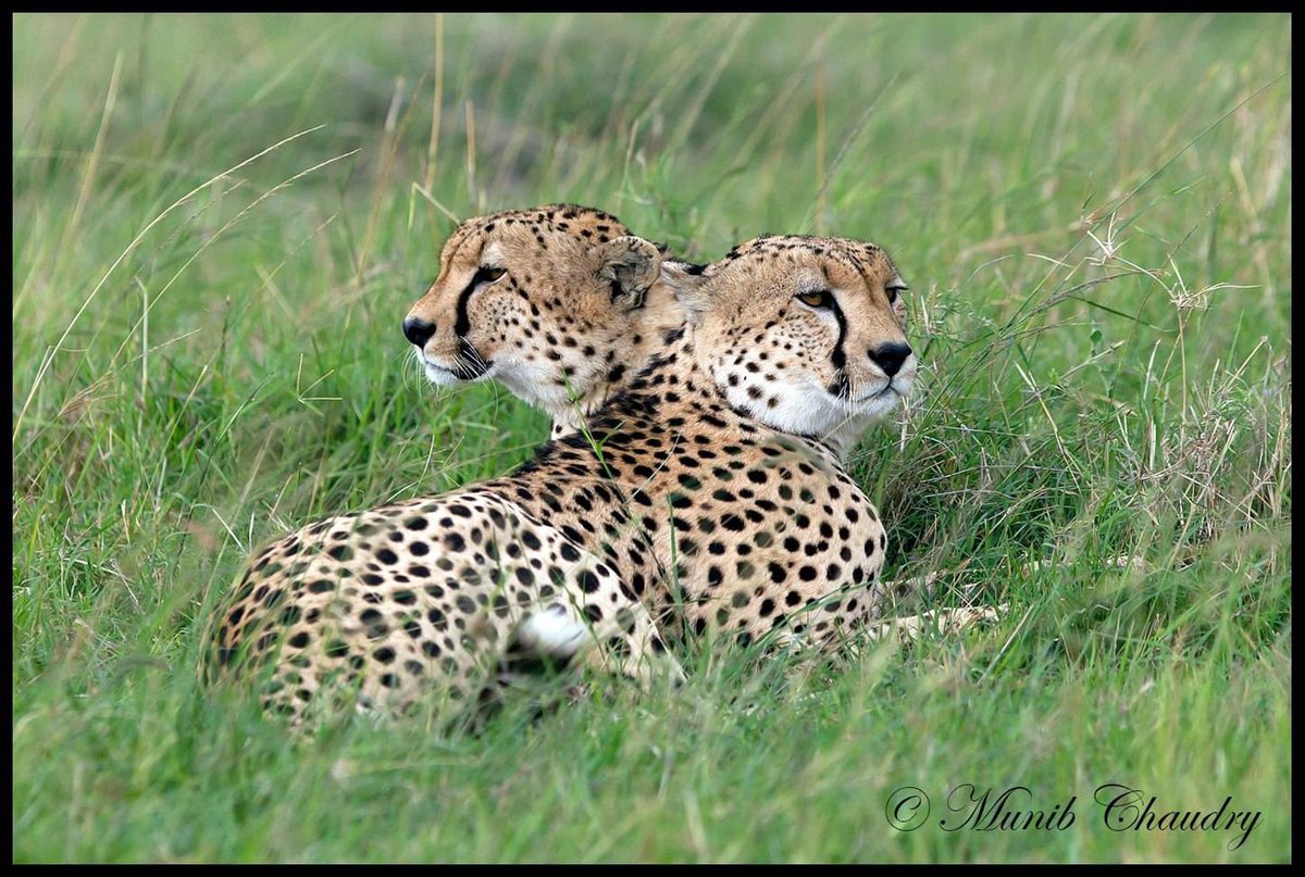 Two cheetah brothers sitting in the Savannah plains of Mara Triangle, Kenya.
#cheetah #acinonyxjubatus #wildlife #wildlifephotography #NaturePhotography #ThePhotoHour #TwitterWildlife #TwitterNatureCommunity #TwitterNaturePhotography #BBCWildlifePOTD #NationalGeographic