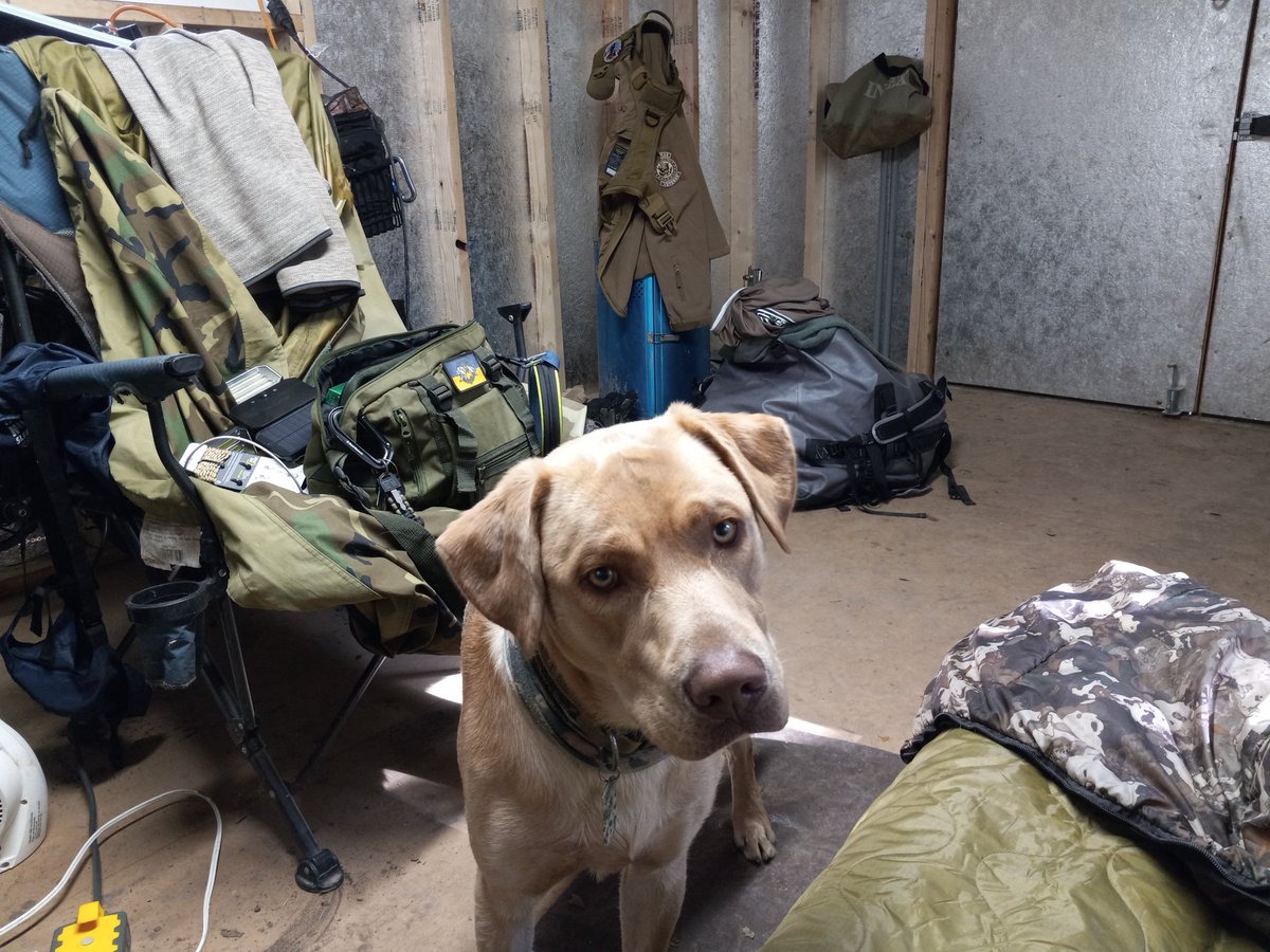 LabHikeforVets's tweet photo. @1776Gretchen Good luck in your move... you must know how much us Vets love our dogs... here is homeless k2 living in a shed in TX... I'm Covid Pos for the 4th time. Here is my test today. I did and arranged everything Cindy said I needed to do. https://t.co/jx1J8NsMcQ