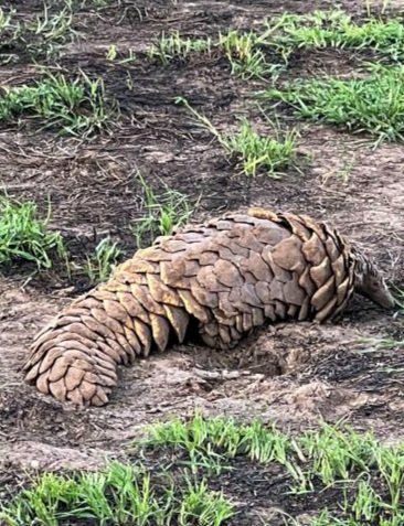 RichardOnSafari's tweet photo. Who knows what this wonderful creature is? Seen this evening at #AsiliaNamiri
On Safari with #TheMapsEdge https://t.co/tKRLp7ewen