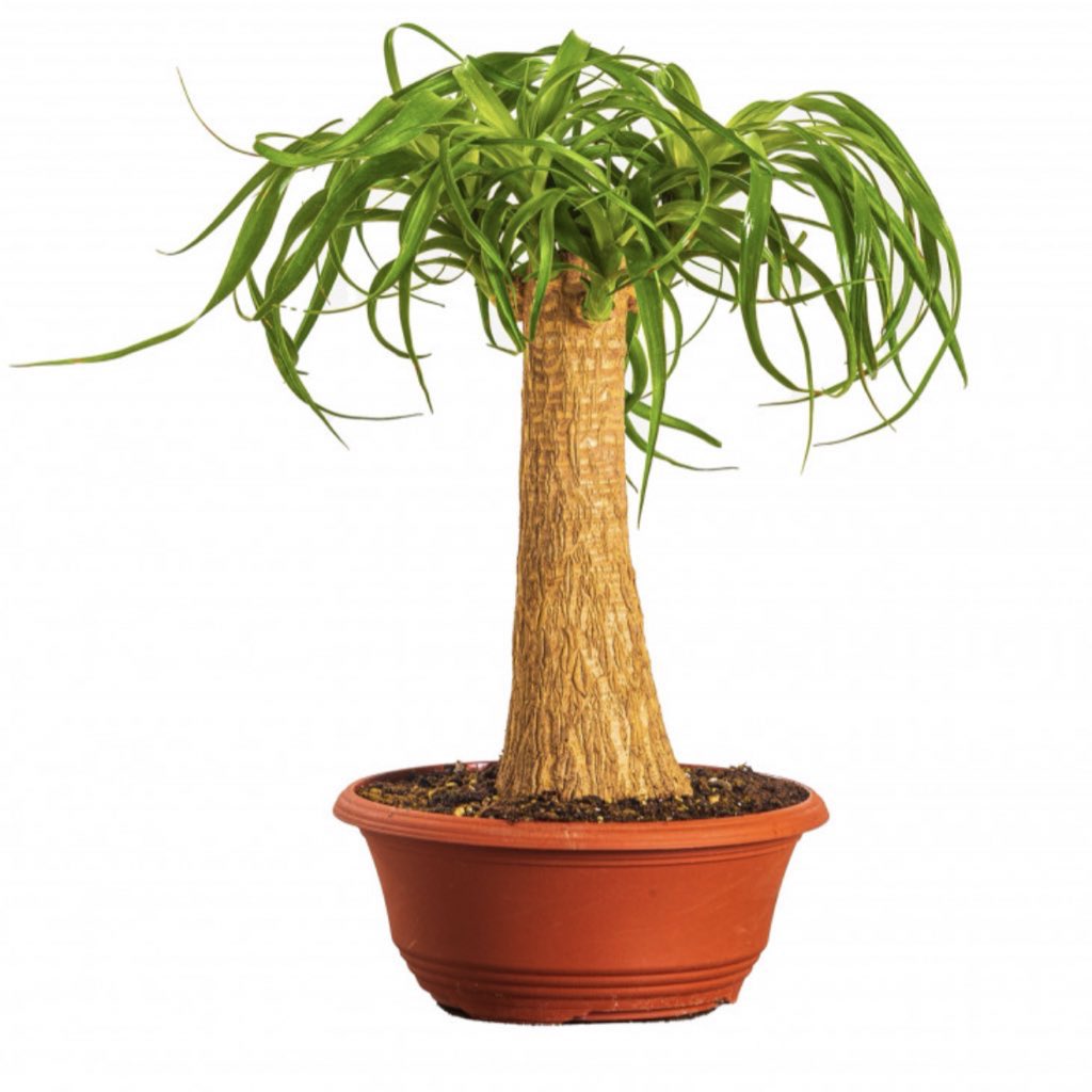 jinan_sa's tweet photo. ودكم بنبتة صبورة ؟ 🌱

🪴 البوتس 
🪴 جلد النمر
🪴زاميا
🪴رجل الفيل 
🪴دارسينا 

تناسب المبتدئين والذي يبحثون عن نباتات لاتحتاج الكثير من العناية🌱🍃🤍

سارع بالطلب 🪴 | https://t.co/hbeX2AFkrg https://t.co/hrJWik5w1N