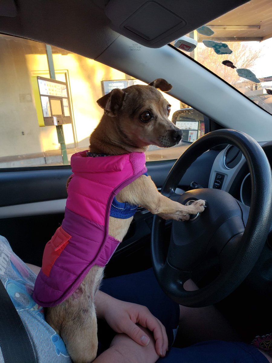 myloadedgodco's tweet photo. Hey Critters! My baby Ahsoka needs yalls help. She needs a skin biopsy done to figure out what is going on, it's gonna be $1,300+. Any help or sharing is appreciated right now. #critters #critticalrole #criticalrolecommunity #gofundme #fundraising #Ahsoka 
https://t.co/nUIvhLW2wz https://t.co/XYm37ocY8J