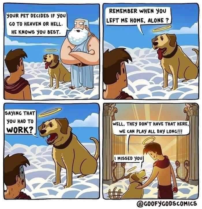 Heckin Good Dogs (@heckingooddogs) on Twitter photo 