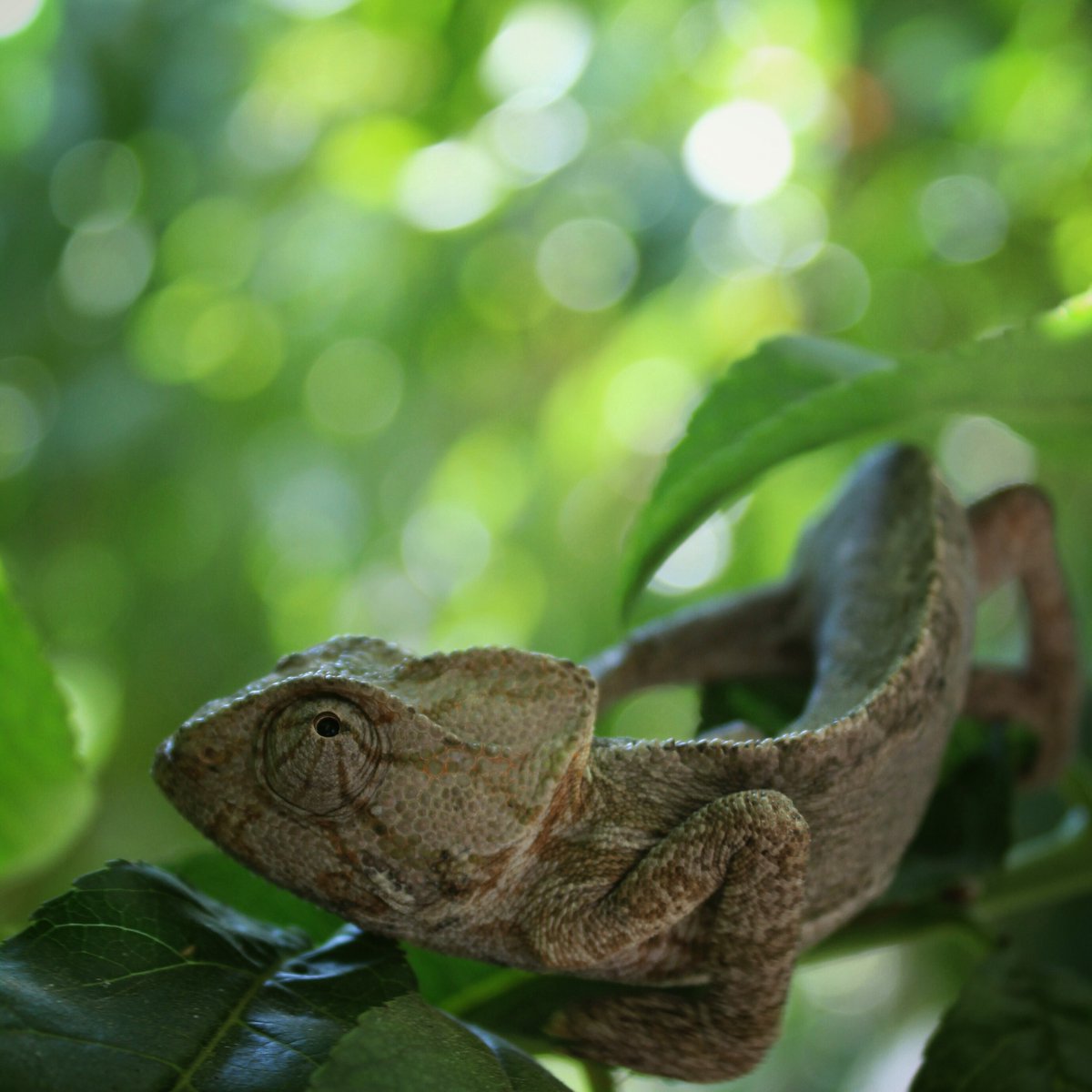 BciLeb's tweet photo. Did you know that the Mediterranean chameleon also known as the common chameleon (Chameleo chameleon) has no eyelids and has the ability to look into two different directions at the same time?!
Well apparently, the animal kingdom has its own Mona Lisa!
#WorldTriviaDay https://t.co/JZxrvWFCTM